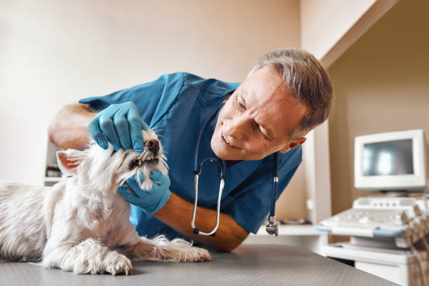 Best Emergency Root Canal Treatment in Timonium, MD